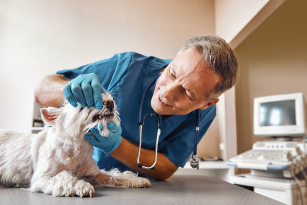 Best Emergency X-Rays and Diagnostics in Cutlerville, MI